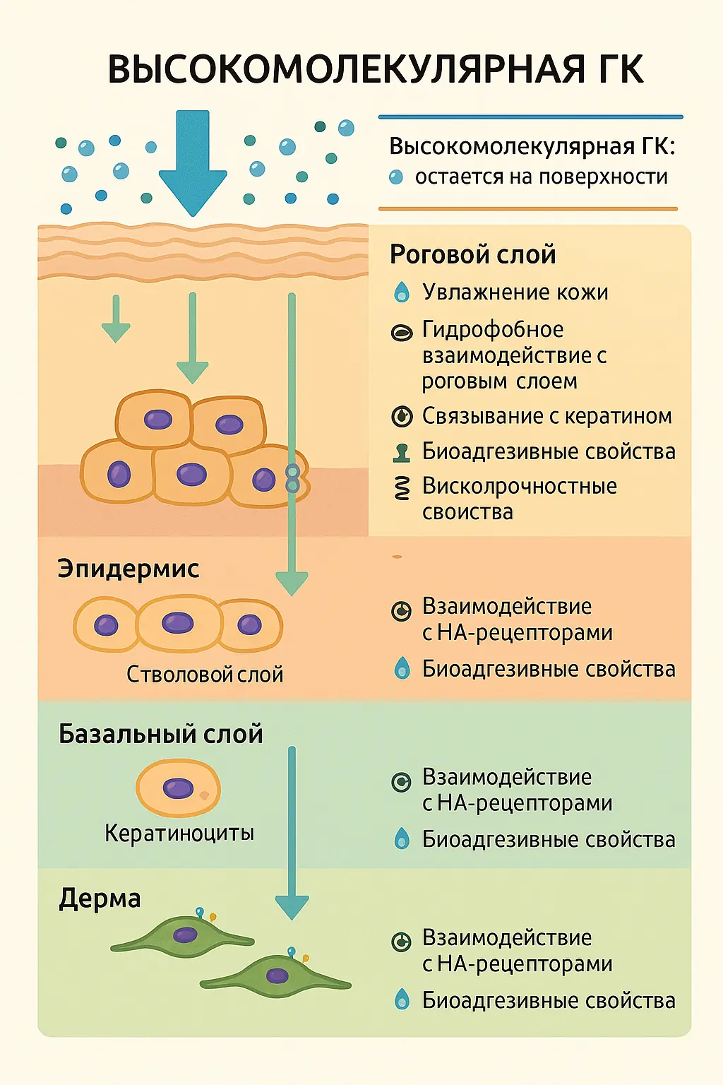 Схематическое изображение проникновения и действия молекул гиалуроновой кислоты